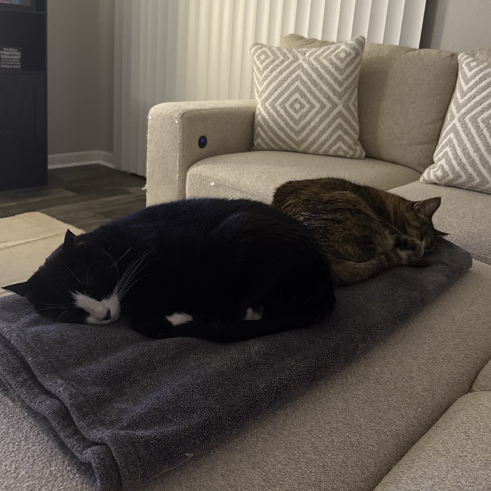 Caring Cat Lover photo 3