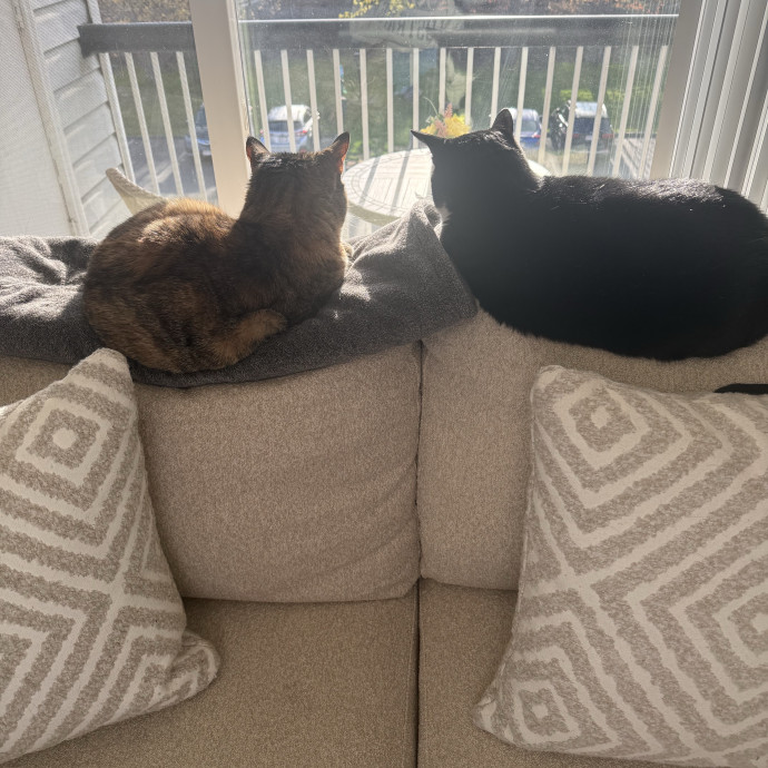 Caring Cat Lover photo 2