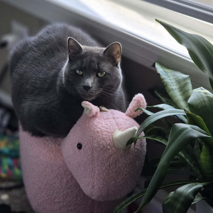 Winning Over 1 Pur-Baby At A Time