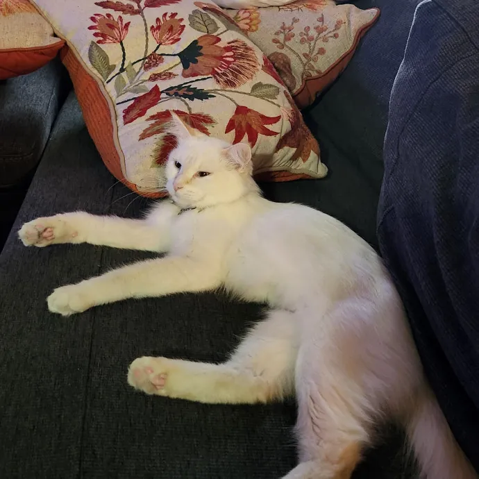 Loving And Reliable Cat Sitter
