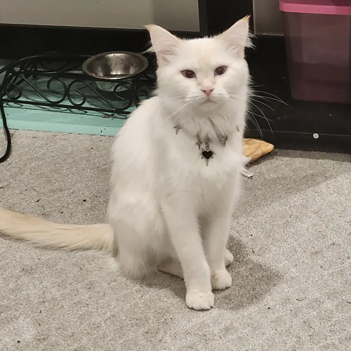 Loving And Reliable Cat Sitter