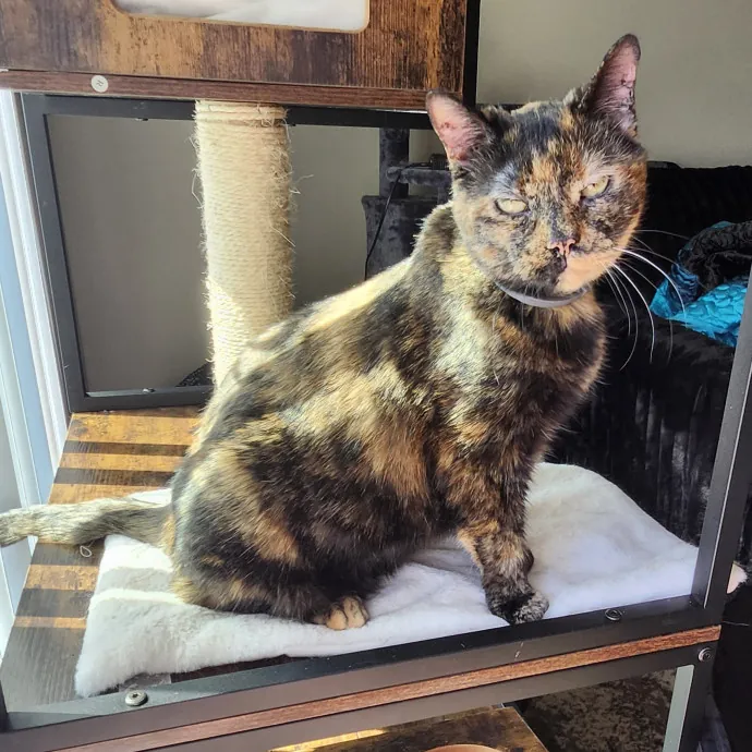 Loving And Reliable Cat Sitter