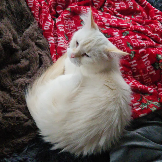 Loving And Reliable Cat Sitter