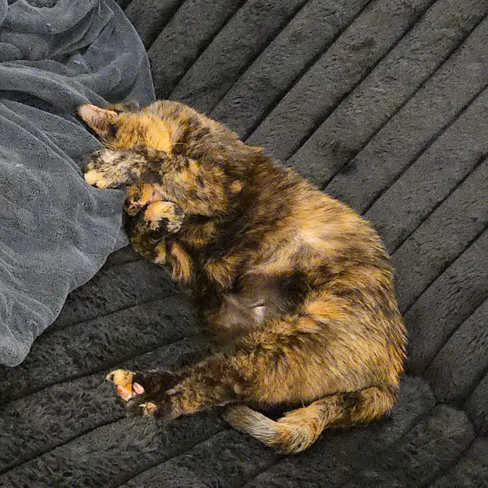 Loving And Reliable Cat Sitter
