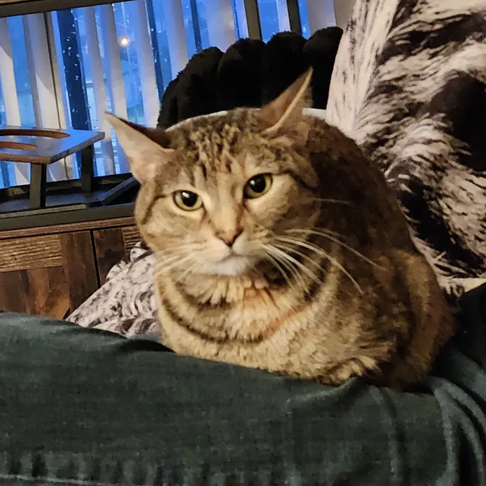 Loving And Reliable Cat Sitter