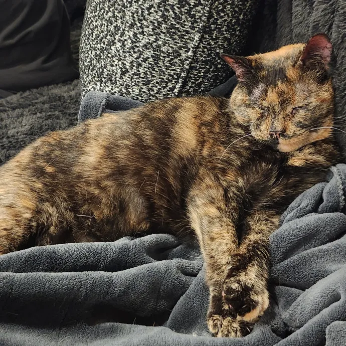 Loving And Reliable Cat Sitter