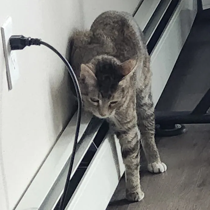 Loving And Reliable Cat Sitter