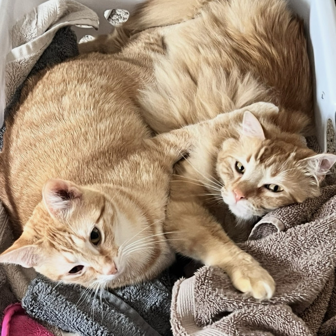 Cat Mom Offering Trusted Care photo 3