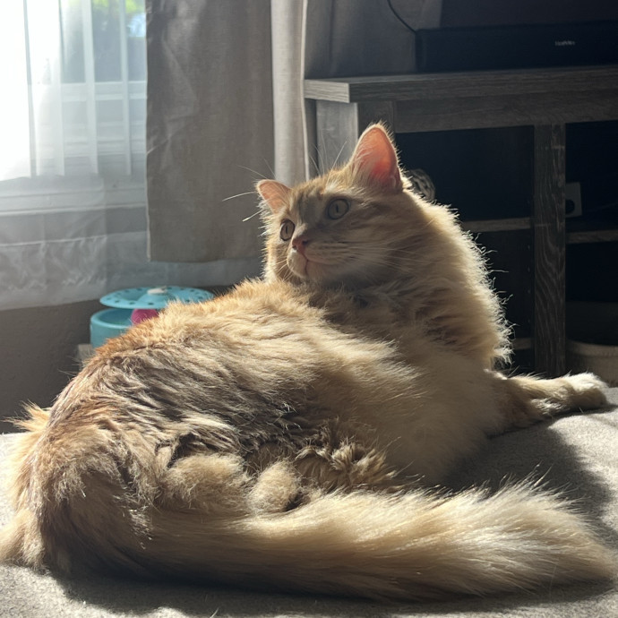 Cat Mom Offering Trusted Care photo 2