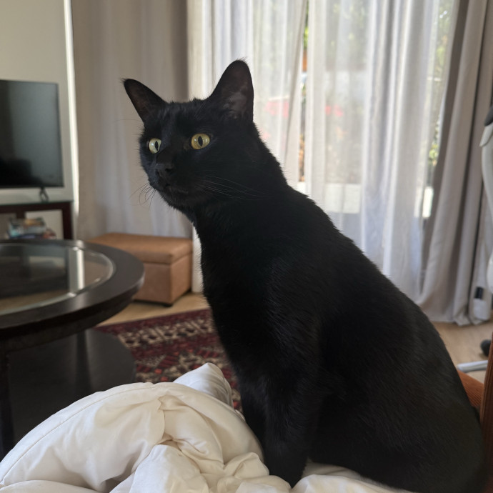 Cat Sitter And Enthusiast