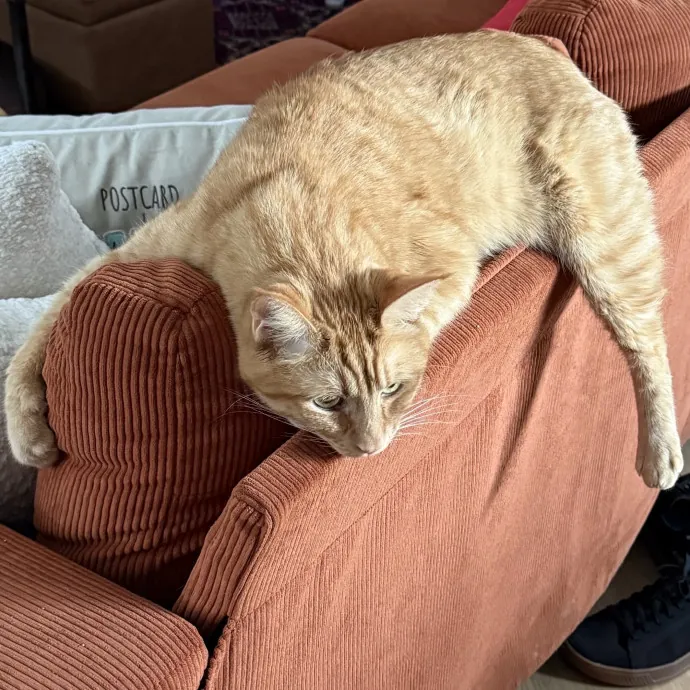 Cat Sitter And Enthusiast photo 3