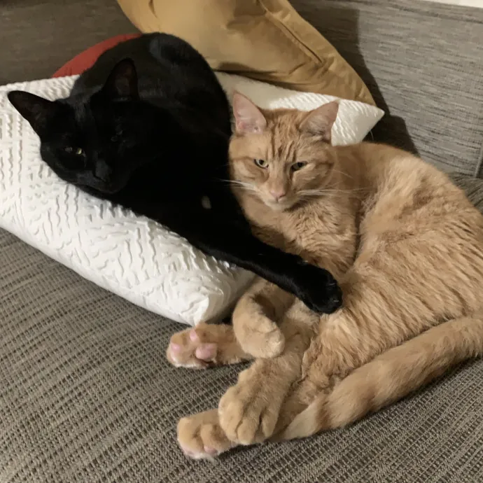 Cat Sitter And Enthusiast photo 2