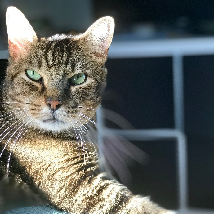 Paws And Whiskers By Camille