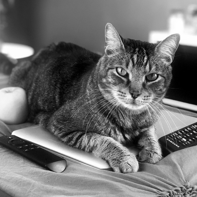 Paws And Whiskers By Camille