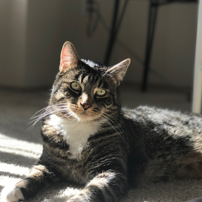 Paws And Whiskers By Camille