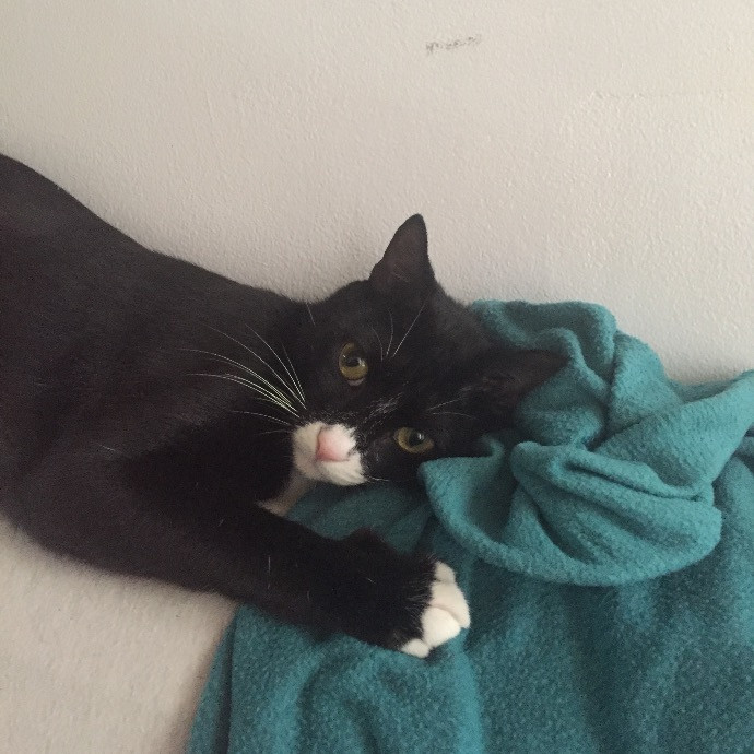 Paws And Whiskers By Camille