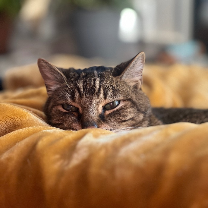Paws And Whiskers By Camille