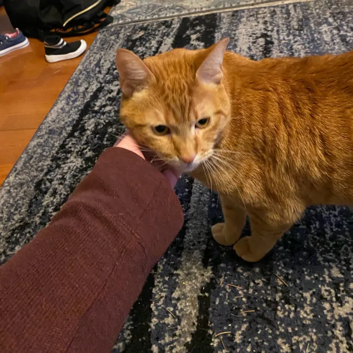 Loving Care For Your Feline Friends