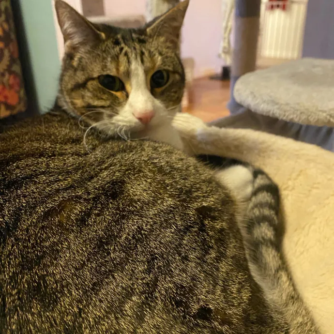 Loving Care For Your Feline Friends