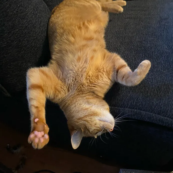 Loving Care For Your Feline Friends