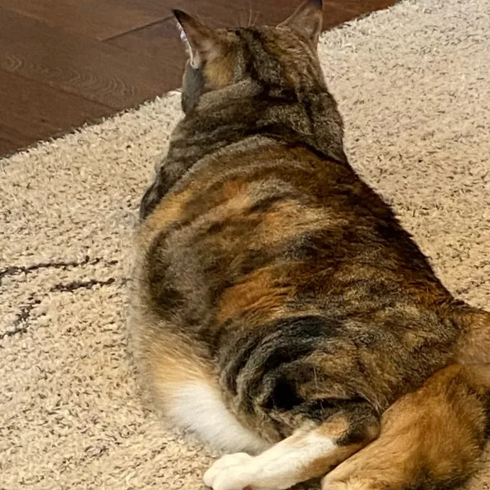 Loving Care For Your Feline Friends