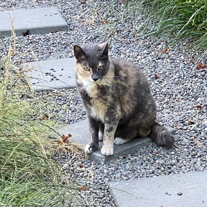 Loving Care For Your Feline Friends