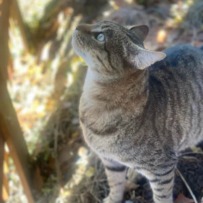 Loving Care For Your Feline Friends