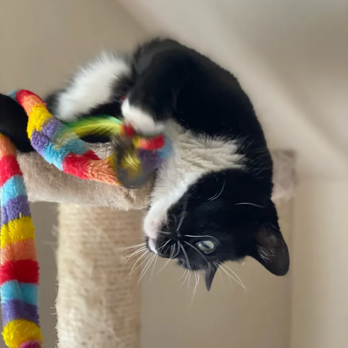 Loving Care For Your Feline Friends