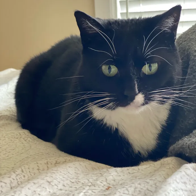 Loving Care For Your Feline Friends