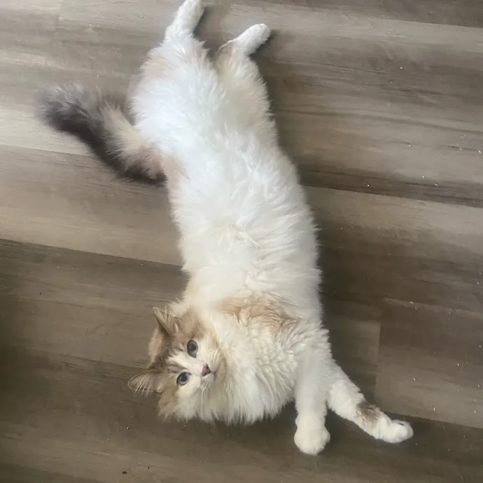 Loving Care For Your Feline Friends