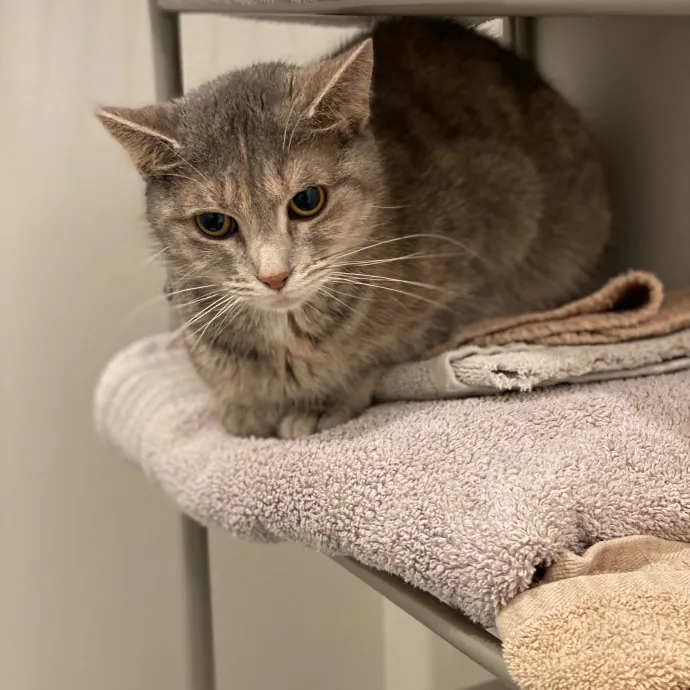 Loving Care For Your Feline Friends