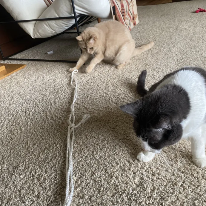 Loving Care For Your Feline Friends