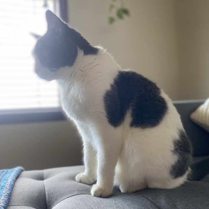 Loving Care For Your Feline Friends
