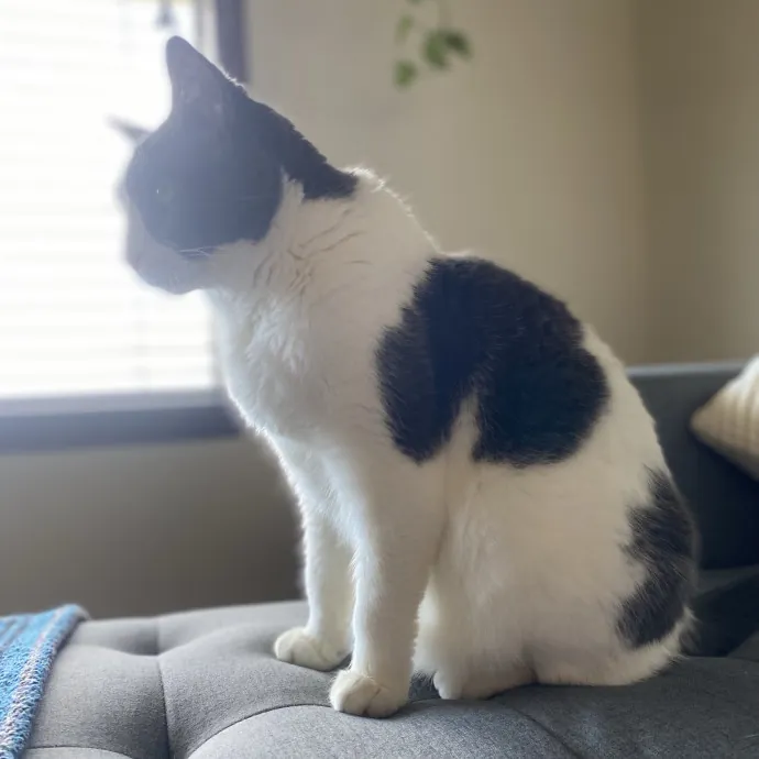 Loving Care For Your Feline Friends