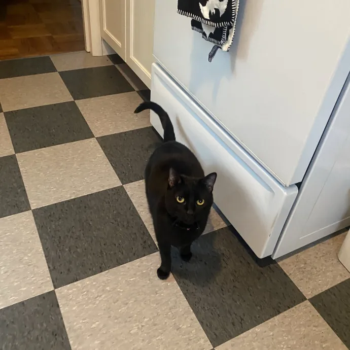 Loving Care For Your Feline Friends