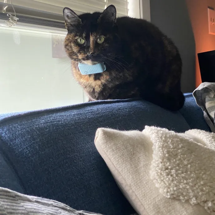 Loving Care For Your Feline Friends