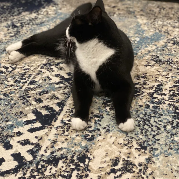 Loving Care For Your Feline Friends photo 4