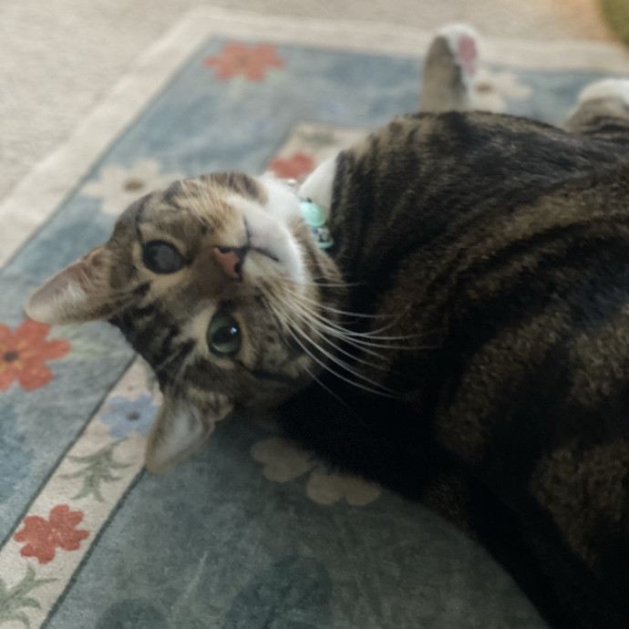 Loving Care For Your Feline Friends photo 3