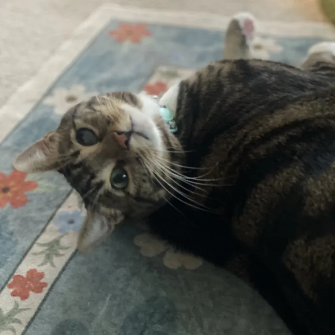 Loving Care For Your Feline Friends photo 3