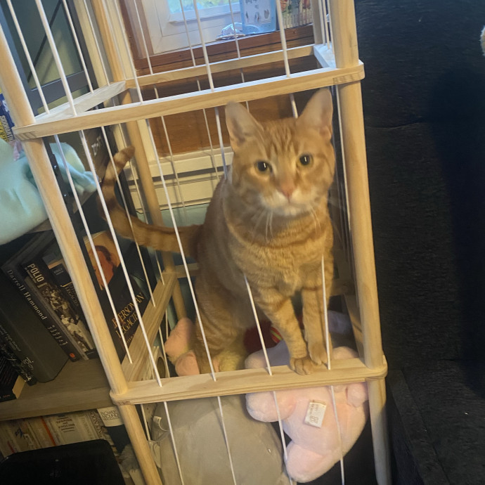Loving Care For Your Feline Friends photo 2