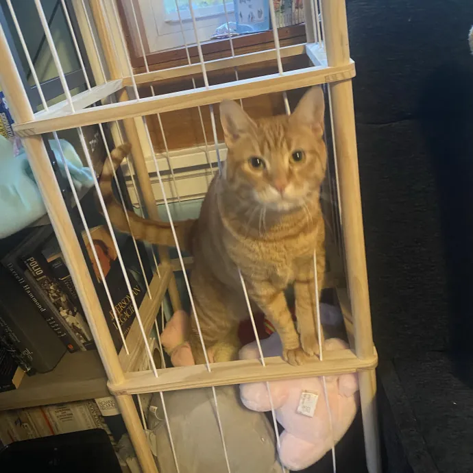 Loving Care For Your Feline Friends photo 2