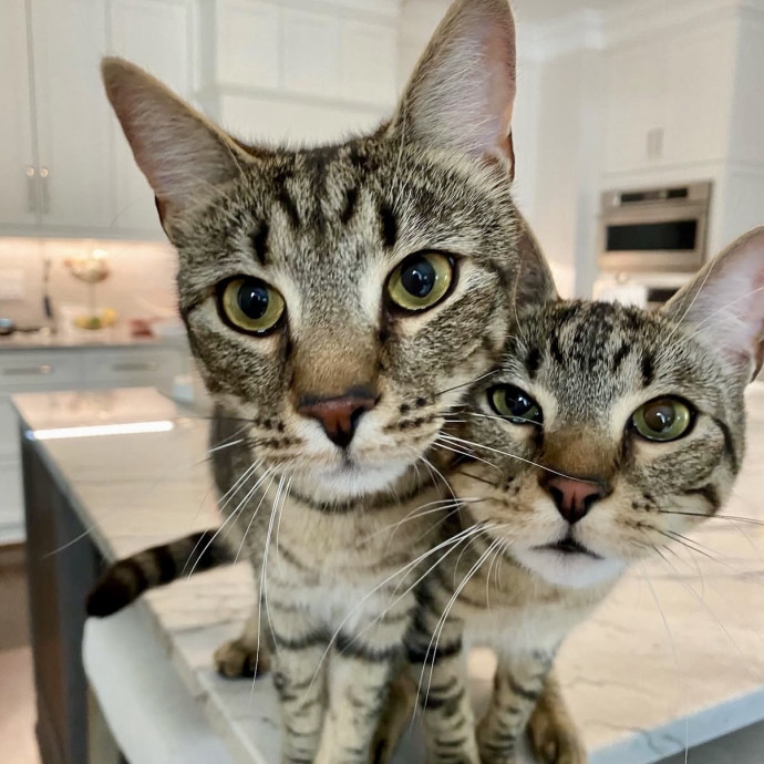 Here To Make Your Cat Happy And Safe