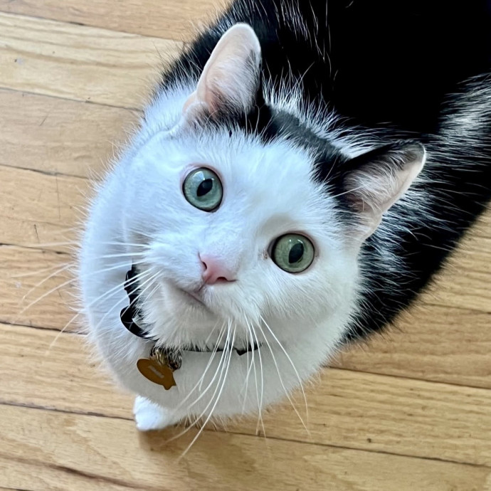 Here To Make Your Cat Happy And Safe