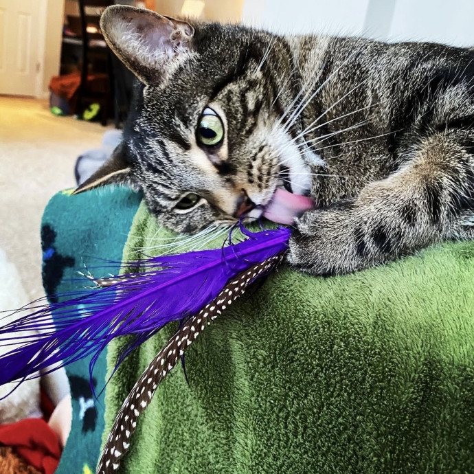 Here To Make Your Cat Happy And Safe