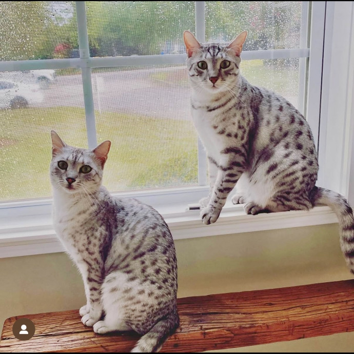 Here To Make Your Cat Happy And Safe