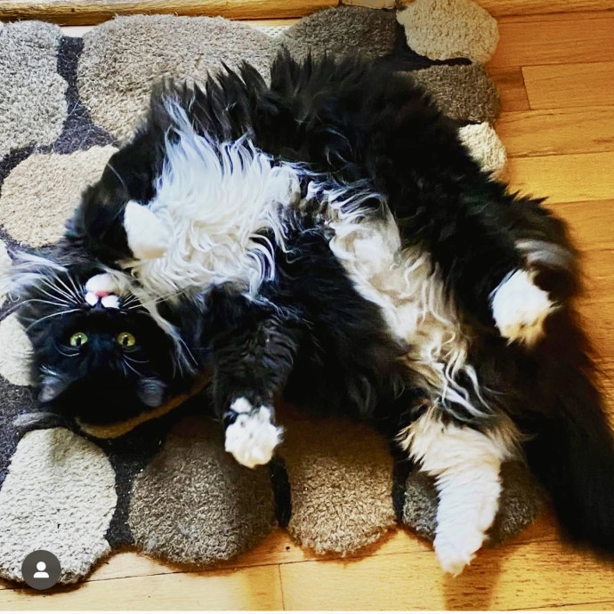 Here To Make Your Cat Happy And Safe