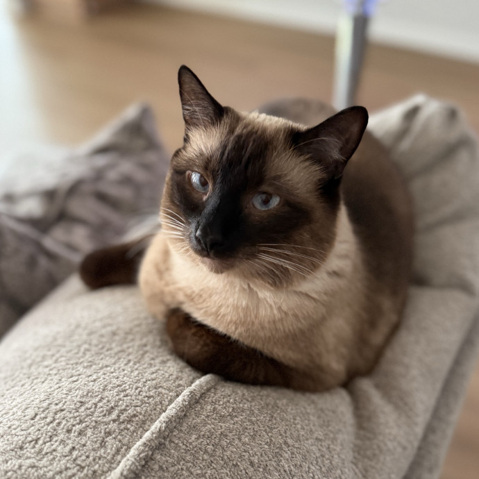 Here To Make Your Cat Happy And Safe