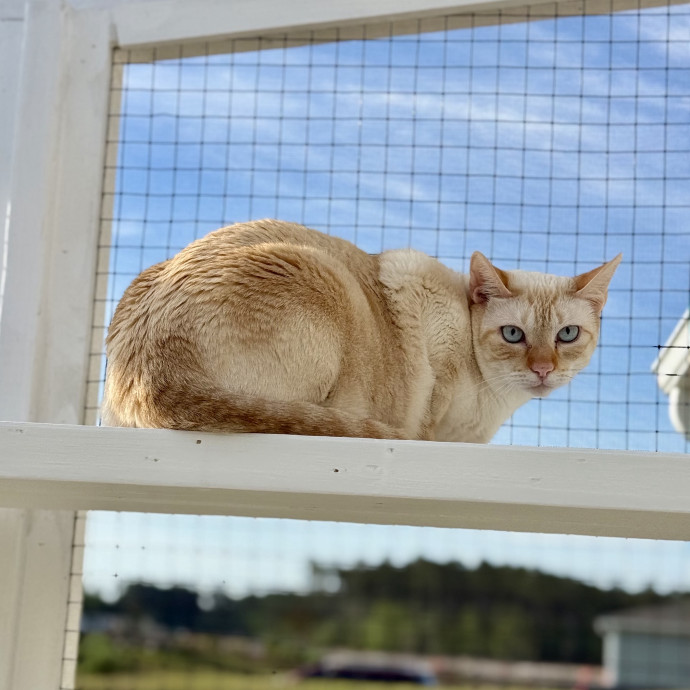 Here To Make Your Cat Happy And Safe