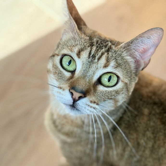Here To Make Your Cat Happy And Safe