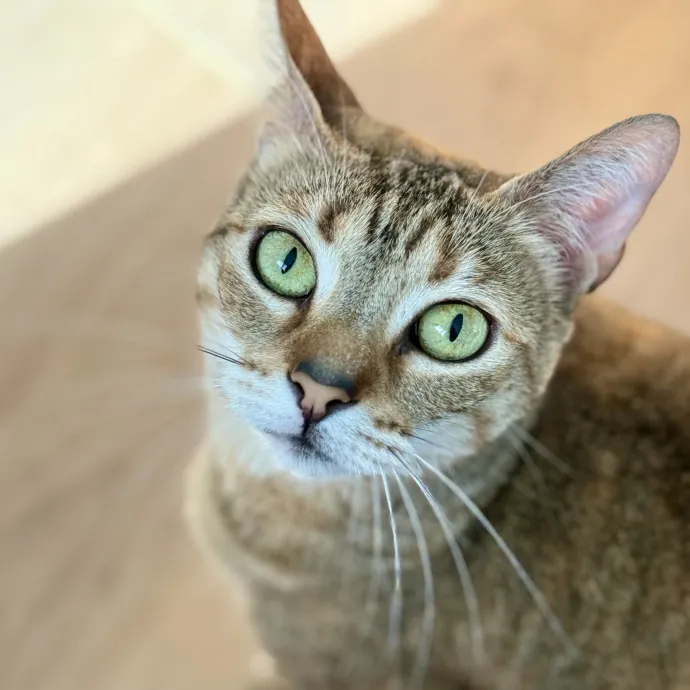 Loving Care For Four Little Paws